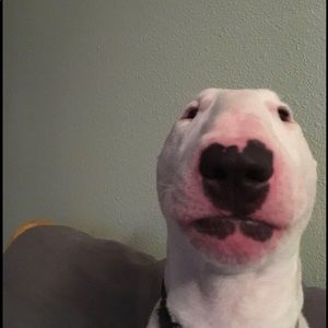 Meet your Posher, Jonhenry